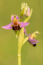 RF - Close up of Bee orchid (Ophrys apifera) in flower. Dorset, UK. June.   (This image may be licensed either as rights managed or royalty free)