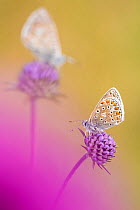 RF - Common blue butterflies (Polyommatus icarus) resting on Devil's bit scabious (Succisa pratensis).  Devon, UK. August.   (This image may be licensed either as rights managed or royalty free...