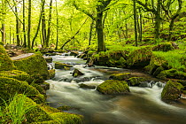 The River Fowey at Golitha Falls surrounded by forest in fresh spring foliage.  Cornwall, UK. May.