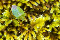 Green shield bug (Palomena prasina) walking across carpet of moss (Bryophyta).  Valency Valley, Cornwall, UK. May.