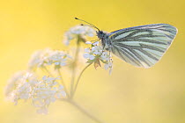 Green-veined white butterfly (Pieris napi) roosting on Cow parsley (Anthriscus sylvestris) in early morning light.  Cornwall, UK. May.