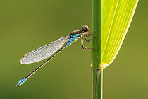 Male Red-eyed damselfly (Erythromma najas) resting on reed and backlit in early morning sunshine.  Somerset Levels, Somerset, UK. July.