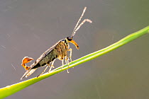 Male Scorpion fly (Panorpa) basking on grass blade. Cornwall, UK. July.