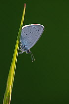 Small blue butterfly (Cupido minimus) roosting on grass stem,  Martin Down Nature Reserve, Hampshire, UK. June.