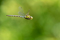 Southern hawker dragonfly (Aeshna cyanea) in flight.  Cornwall, UK. July.