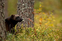 Wolverine (Gulo gulo) sitting between trees in a forest, Finland. September.
