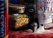House mouse (Mus musculus) foraging amongst store of dried food on kitchen shelf, UK.