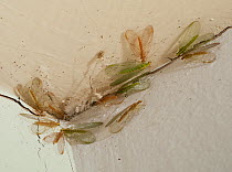 Green lacewings (Chrysopidae) hibernating in the corner of a ceiling.