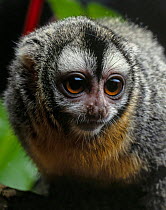 Owl monkey (Aotus trivirgatus) head portrait. Captive.