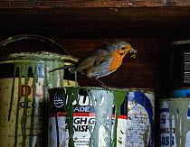 Robin (Erithacus rubecula) with food in its beak, perched on paint pot in garden shed, Sussex, England. January.