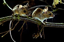 Two Wood mice (Apodemus sylvaticus) on hazel branch at night. Controlled conditions.