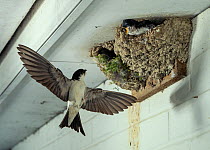House martin (Delichon urbicum) approaching nest in roof eaves with food in beak to feed begging chicks, Sussex, England, UK.