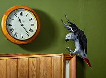 African grey parrot (Psittacus erithacus) landing on kitchen door. Captive.