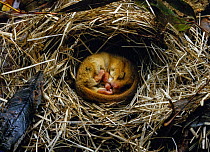 Common dormouse (Muscardinus avellanarius) hibernating in nest, Sussex, England, UK.