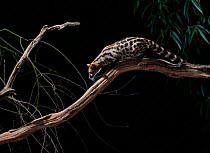 Spotted genet (Genetta genetta) on branch at night. Captive.