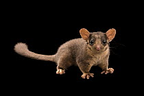 Leadbeater's possum (Gymnobelideus leadbeateri) portrait, Healesville Sanctuary, Australia. Critically endangered. Captive.