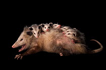Female opossum (Didelphis virginiana) hissing, carrying babies on her back, Nebraska Wildlife Rehabilitation. Captive.