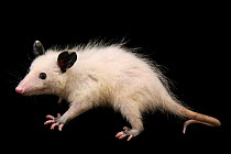 Leucistic Virginia opossum (Didelphis virginiana), juvenile, portrait, Wildlife Center of Silicon Valley. Captive.