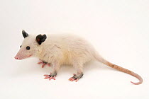 Leucistic Virginia opossum (Didelphis virginiana), juvenile, portrait, Wildlife Center of Silicon Valley. Captive.