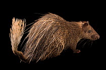Asiatic brush-tailed porcupine (Atherurus macrourus) portrait, Zoo Taiping. Captive.