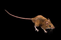 Long-tailed field mouse (Apodemus sylvaticus) portrait, Plzen Zoo. Captive.