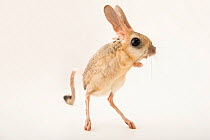 Four-toed jerboa (Allactaga tetradactyla) standing upright on hind legs, portrait, Plzen Zoo. Captive. Vulnerable.