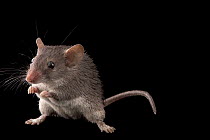 Percival's spiny mouse (Acomys percivali) sitting on hind legs, portrait, Plzen Zoo. Captive.