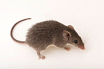 Percival's spiny mouse (Acomys percivali) portrait, Plzen Zoo. Captive.