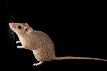 Crete spiny mouse (Acomys minous) sitting on hind legs, portrait, Plzen Zoo. Captive.
