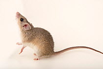 Crete spiny mouse (Acomys minous) sitting on hind legs, looking up, portrait, Plzen Zoo. Captive.