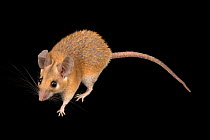 Arabian spiny mouse (Acomys dimidiatus homericus) portrait, Plzen Zoo. Captive.