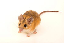 Arabian spiny mouse (Acomys dimidiatus homericus) portrait, Plzen Zoo. Captive.
