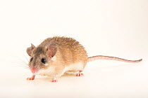Asia Minor spiny mouse (Acomys cilicicus) portrait, Plzen Zoo. Captive.