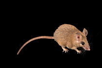 Seurat's spiny mouse (Acomys cahirinus seurati) portrait, Plzen Zoo. Captive.