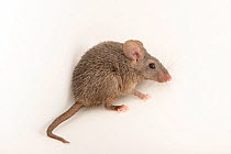 Cairo spiny mouse (Acomys cahirinus cahirinus) dark phase, portrait, Plzen Zoo. Captive.