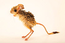 Small five-toed jerboa (Scarturus elater) standing upright, Moscow Zoo. Captive.