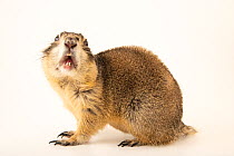 Female White-tailed prairie dog (Cynomys leucurus) aged 6 years, with mouth open, portrait, Lapoint, Utah. Captive.