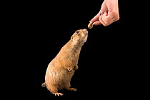 Gunnison's prairie dog (Cynomys gunnisoni zuniensis) reaching up to investigate food held in a person's hand,  Liberty Wildlife. Captive.