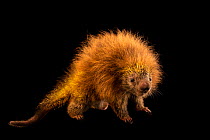 Orange-spined hairy dwarf porcupine (Coendou spinosus) portrait, Membeca Lagos Farm, Brazil. Captive.