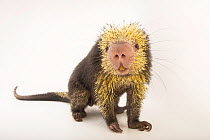 Mexican hairy dwarf porcupine (Coendou mexicanus) portrait, Philadelphia Zoo. Captive.
