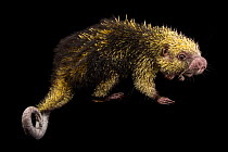 Mexican hairy dwarf porcupine (Coendou mexicanus) walking, portrait, Knoxville Zoo. Captive.
