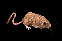 Desert pocket mouse (Chaetodipus penicillatus penicillatus) portrait, Liberty Wildlife. Captive.