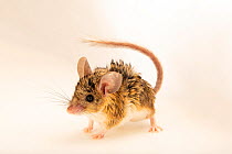 Mouse-like hamster (Calomyscus bailwardi) portrait, Moscow Zoo. Captive.
