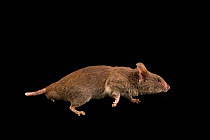 Lesser hamster rat (Beamys hindei) walking, portrait, Plzen Zoo. Captive.