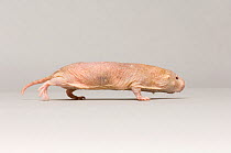 Naked mole rat (Heterocephalus glaber) walking, portrait, Lincoln Children's Zoo. Captive.