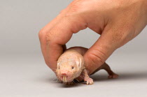 Person holding a Naked mole rat (Heterocephalus glaber) in their hand, Lincoln Children's Zoo. Captive.
