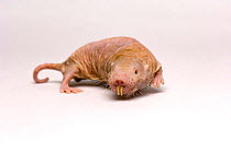 Naked mole rat (Heterocephalus glaber) portrait, Lincoln Children's Zoo. Captive.
