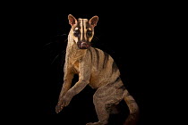 Banded palm civet (Hemigalus derbyanus) standing on hind legs, portrait, Cincinnati Zoo. Captive.