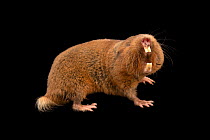 Ansell's mole rat (Fukomys anselli) portrait showing large, protruding teeth, Berlin Zoo. Near threatened. Captive.
