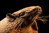 Six-banded armadillo (Euphractus sexcinctus setosus) head portrait, BioParque do Rio. Captive.